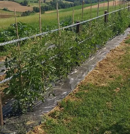 Frühstückspension B&B Frutti Antichi 3*